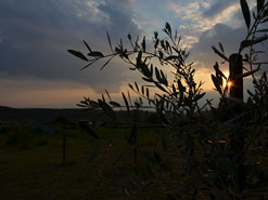 Abendstimmung im Olivenhain 2016