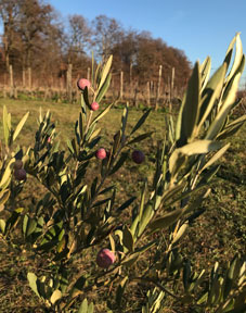 Aglandaou mit
              Frchten Dezember 2020