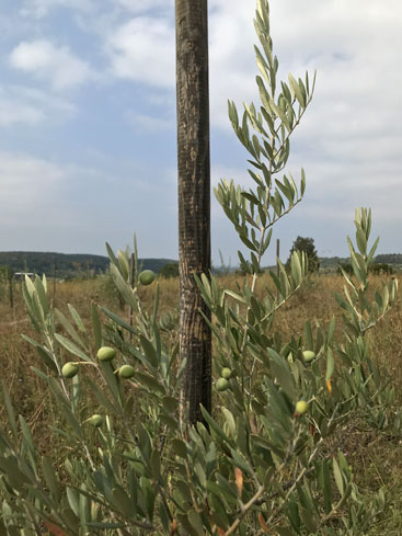 Aglandaou mit Frchten