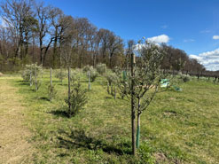 Oberer Olivenhain
              am Waldrand Kehrberg 28. Mrz 2024
