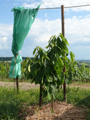 Asimina triloba Paw Paw Indianerbanane
              Sunflower