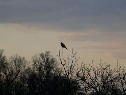 Falke auf Zweig