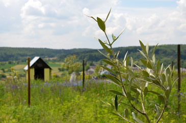 Junge Olive im Mai auf einer Wiese
              mit bluehendem Lein