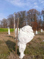 Winterschutz
                2011