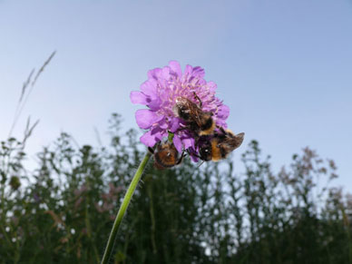 Knautia
              arvensis mit schlafenden Hummeln