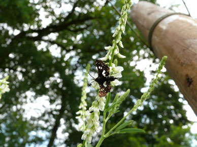 Steinklee -
              Melilotus albus mit Thyris fenestrella