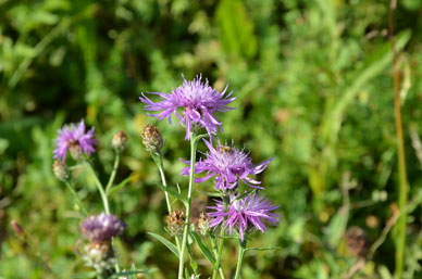 Wiesen-Flockenblume