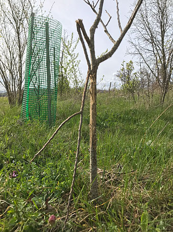 Asimina triloba
                schndlich zusammengefegt von einem Rehbock 11. April
                2023