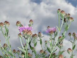 Flockenblumen Wiesenflockenblumen Centaurea jacea