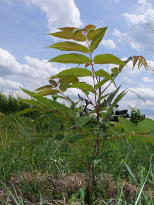 Chinesischer Gemuesebaum Chop
              Suey Baum Maggibaum