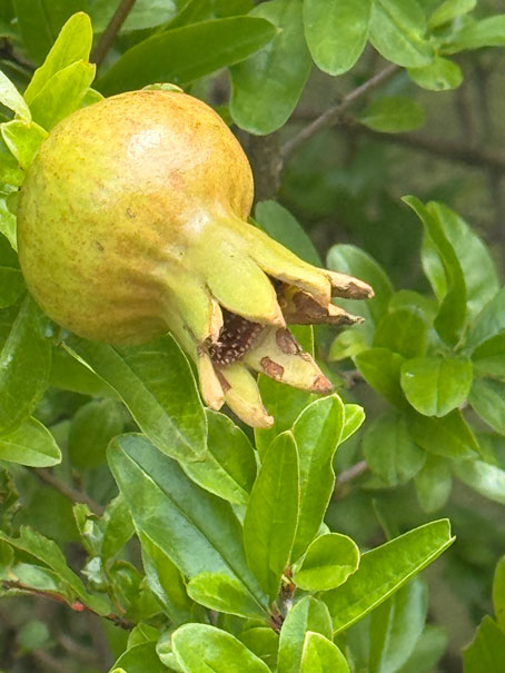 Granatapfel
                im Juli 2025