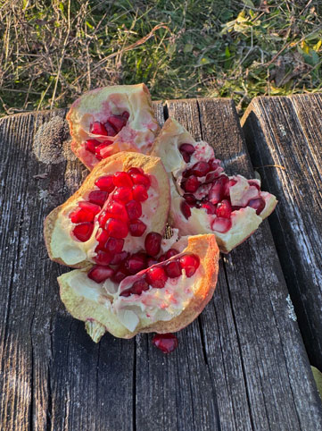 Offener
              Granatapfel 14. Oktober 2025