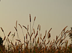 Grser im
                Sonnenuntergang