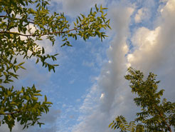 Himmelsblick
                Ziziphus Gemsebaum