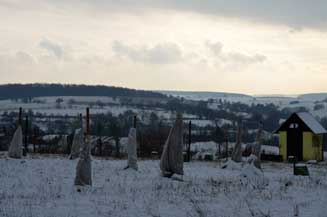 Olivenhain im
              Frost mit Vlieshuellen