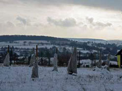 Eingehuellte Oliven im Schnee
                Januar 2013