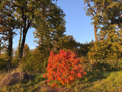 Kaki im Herbstlaub
                14. Oktober 2025