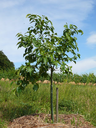 Kaki-Pflaume Sharonfrucht
              Diospyros kaki Chinesische Pflaume