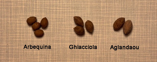 Kerne von Arbequina,
              Ghiacciola und Aglandaou 2025