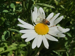 Krabbenspinne mit Hainschwebfliege auf Margerite