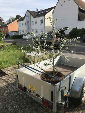 Leccino beim
              Abtransport aus dem Gewchshaus 2023