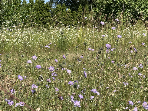 Neophyten,
              Berufkraut, Feinstrahl, Erigeron annuus auf Brache im Juni
              2026
