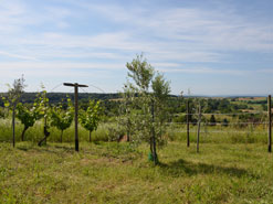 Neue Anlage 2024
              im Weinberg