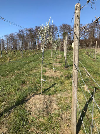 Neuanlage im
              Weinberg 2021