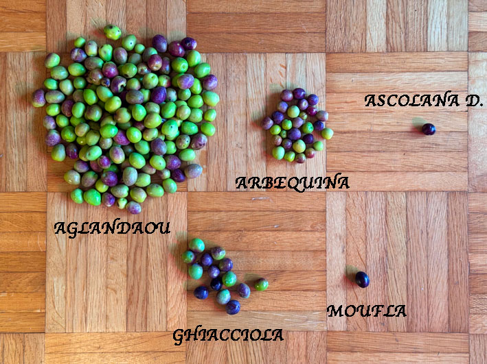 Olivenernte
                2025