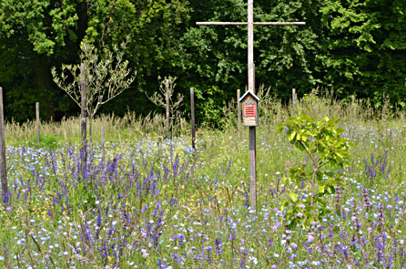 Olivenhain mit Wiesensalbei und Staudenlein