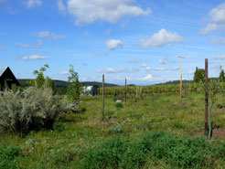 Olivenhain
                August 2011