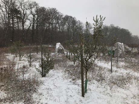Olivenhain
              im Schnee am 15. Januar 2024