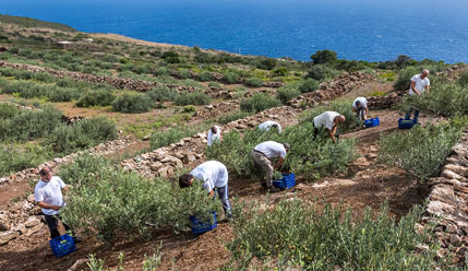 Pantelleria
              Biancolilla Ernte 2020