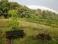 Regenbogen bei
                der Olivenwiese 2015