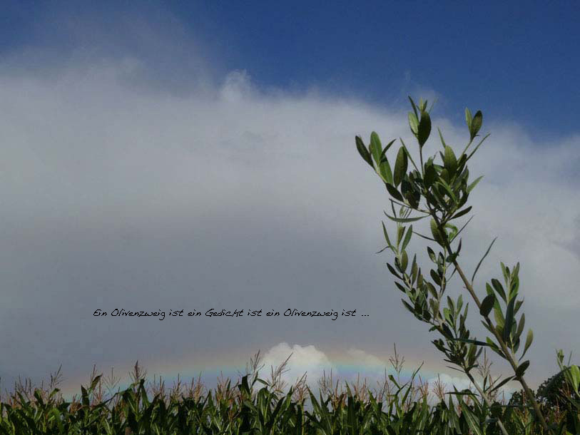 Olivenzweig Mais
              Regenbogen