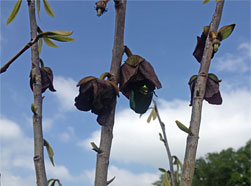 Groer
                Rosenkfer auf Blte von Asimina triloba