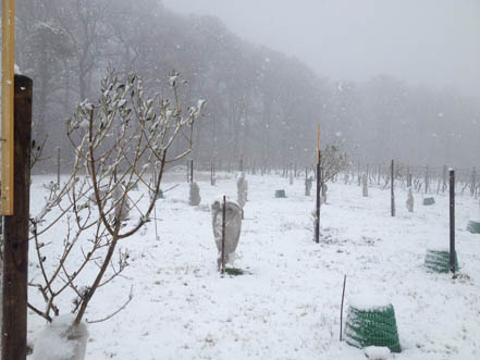 Schneefall im
              Olivenhain Ende Februar 2016