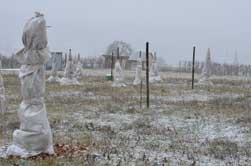 Schneetreiben im Olivenhain