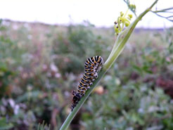 Schwalbenschwanzraupe bei der Hutung September
                2009