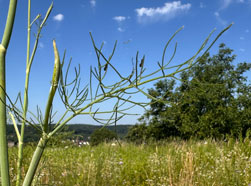 Schwalbenschwanzraupen Synchronfressen Juli 2025
