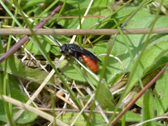 Sphecodes
                albilabris in der Olivenwiese April 2017