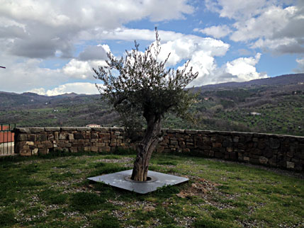 Olivastra Seggianese Zisterne Seggiano April 2018
