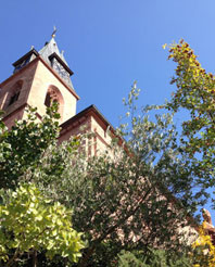 Olivenbaum bei der
              Kirche St. Martin/Pfalz 2018