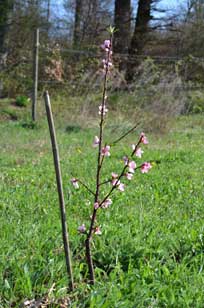 Bluehendes
              Tellerpfirsichbaeumchen