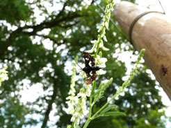 Thyris fenestrella am Waldrand bei den Brombeeren