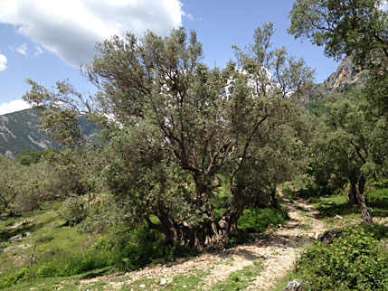 3000jhriger Olivenbaum
              Albanien Tujan