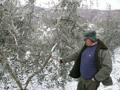 Virgilio
                Ciceroni im schneebedeckten Olivenhain Mrz 2009