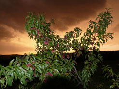 Weinbergpfirsiche